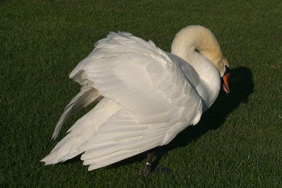 Mute Swan on Grass 08