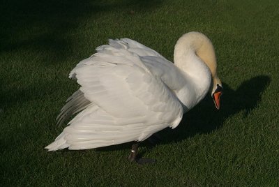 Mute Swan on Grass 09