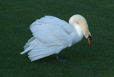 Mute Swan on Grass 10