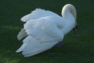 Mute Swan on Grass 11