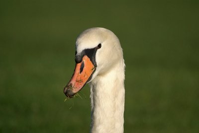 Mute Swan on Grass 12