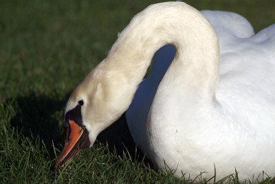 Mute Swan on Grass 13