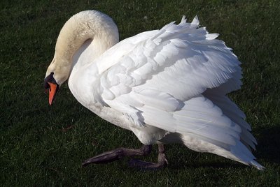 Mute Swan on Grass 14