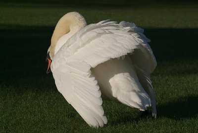 Mute Swan on Grass 15