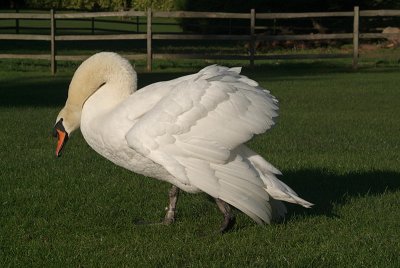 Mute Swan on Grass 16