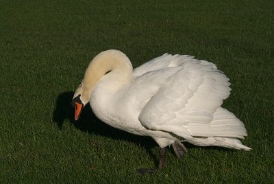 Mute Swan on Grass 17