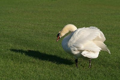Mute Swan on Grass 18