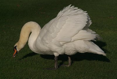 Mute Swan on Grass 19
