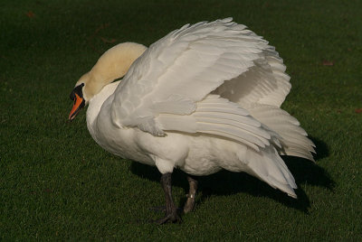 Mute Swan on Grass 20