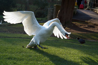 Mute Swan on Grass Wings Extended