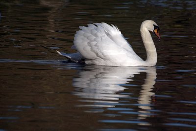 Mute Swan on Water 06
