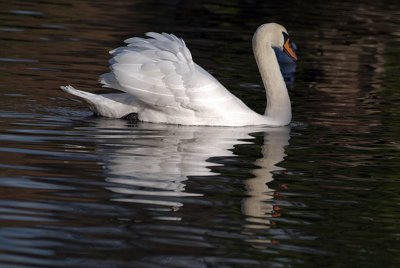 Mute Swan on Water 07