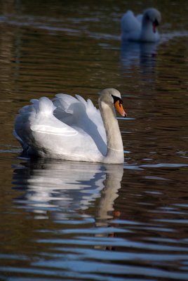 Mute Swan on Water 08