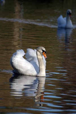 Mute Swan on Water 09