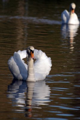 Mute Swan on Water 10