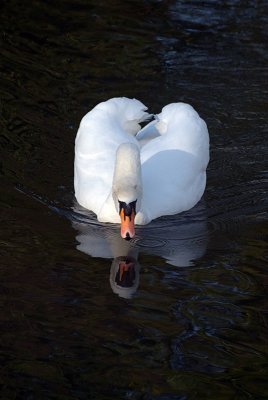 Mute Swan on Water 11