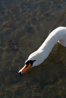 Mute Swan on Water 12