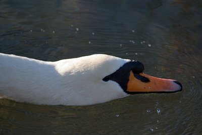 Mute Swan on Water 13