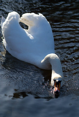 Mute Swan on Water 14