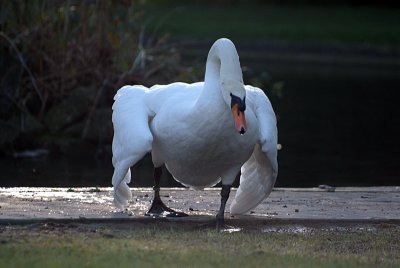 Mute Swan out of Water