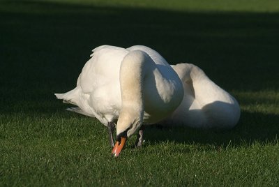 Mute Swans on Grass 01