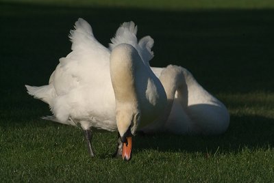 Mute Swans on Grass 02