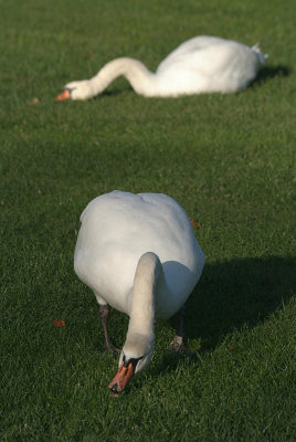 Mute Swans on Grass 03