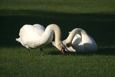 Mute Swans on Grass 04