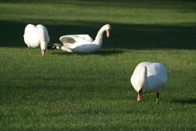 Mute Swans on Grass 05