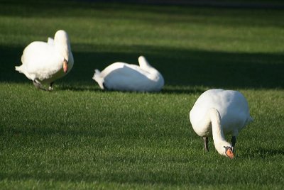Mute Swans on Grass 06