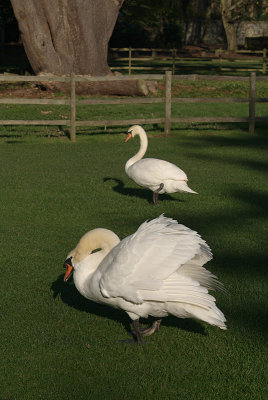 Mute Swans on Grass 07