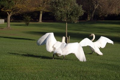 Mute Swans on Grass Wings Extended