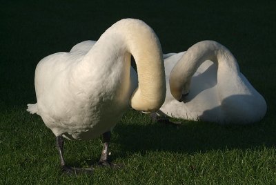 Mute Swans Preening