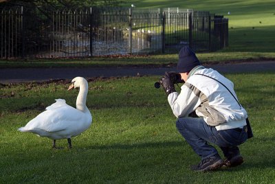 Photographing a Mute Swan