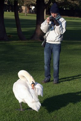 Photographing a Mute Swan 02