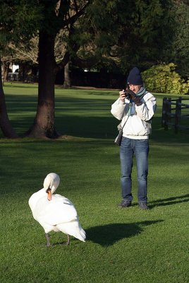 Photographing a Mute Swan 03