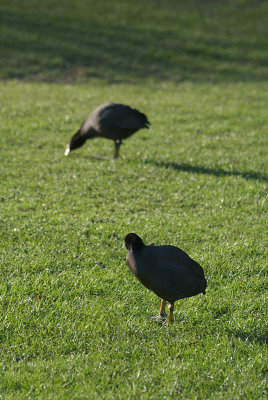 Two Coots in Grass