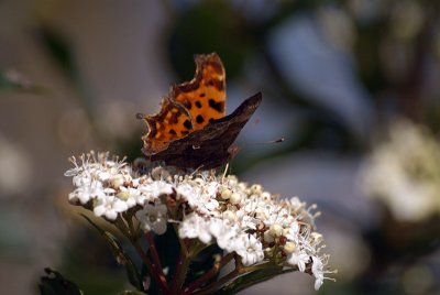 Comma Butterfly on White Blossom - Polygonia C-Album