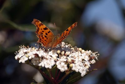 Comma Butterfly on White Blossom - Polygonia C-Album 01