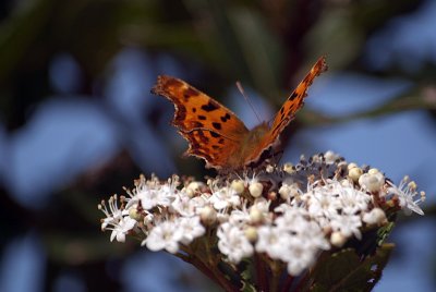 Comma Butterfly on White Blossom - Polygonia C-Album 02