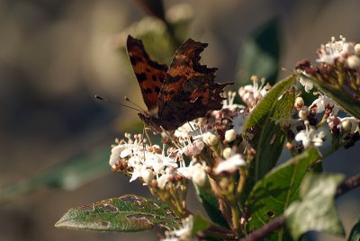 Comma Butterfly on White Blossom - Polygonia C-Album 03