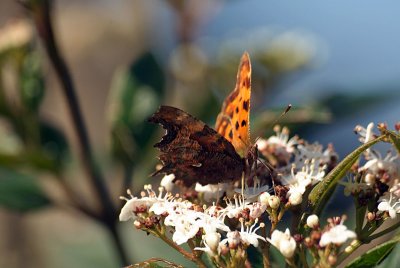 Comma Butterfly on White Blossom - Polygonia C-Album 05