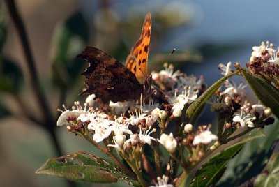 Comma Butterfly on White Blossom - Polygonia C-Album 06