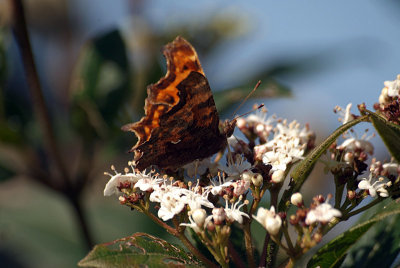 Comma Butterfly on White Blossom - Polygonia C-Album 07