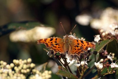 Comma Butterfly on White Blossom - Polygonia C-Album 08