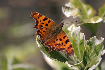 Comma Butterfly on White Blossom - Polygonia C-Album 09