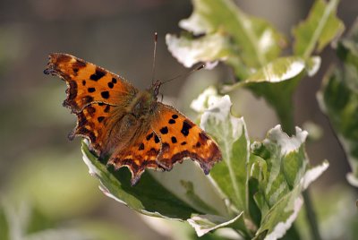 Comma Butterfly on White Blossom - Polygonia C-Album 10