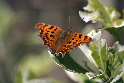 Comma Butterfly on White Blossom - Polygonia C-Album 11