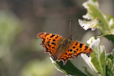 Comma Butterfly on White Blossom - Polygonia C-Album 12