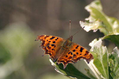 Comma Butterfly on White Blossom - Polygonia C-Album 13